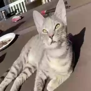 lost female cat stitch