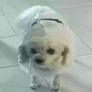 lost female dog scrappy