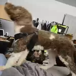 lost male dog colin