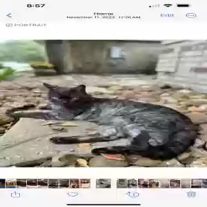 lost male cat kosmo kitty