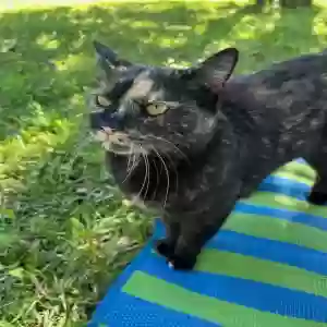 lost female cat pink