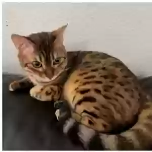 lost female cat ginger