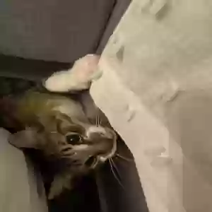 lost male cat toulouse