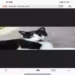 found female cat na