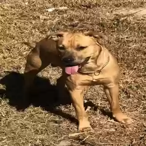 lost male dog sarge