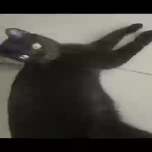 lost male cat ryuk