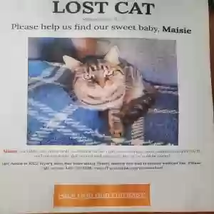 lost female cat maisie