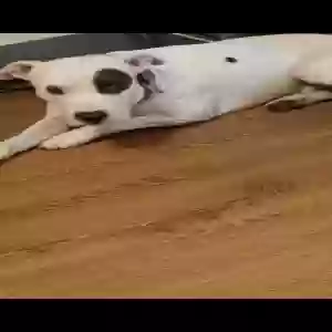 lost male dog treytrey