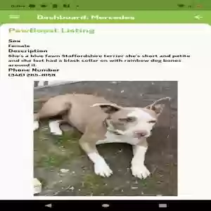 lost female dog mercedes