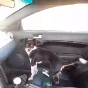 lost female dog bella