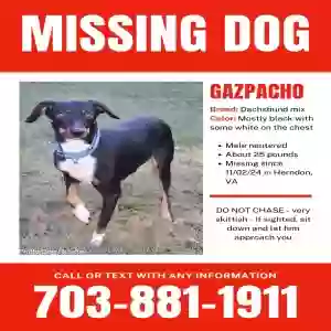 lost male dog gazpacho
