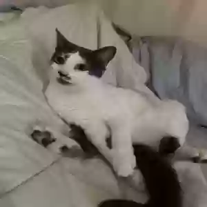 lost female cat malibu