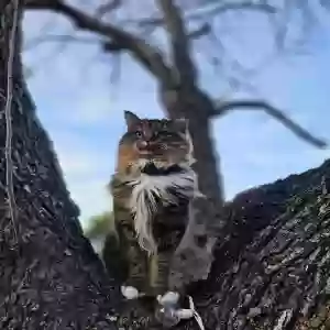 lost female cat little chan