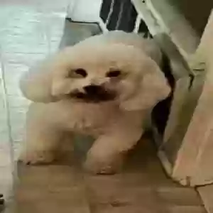 lost male dog wilson