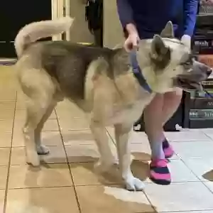 found male dog unknown