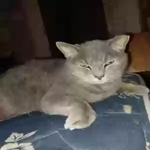 lost male cat sebastion
