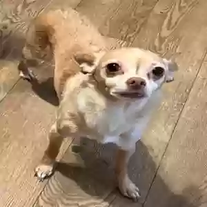 lost female dog may