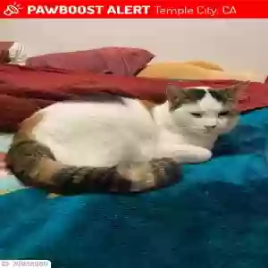 lost female cat katara