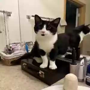 lost male cat seamus