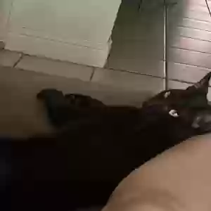 lost male cat gregory