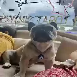 lost male dog kingston