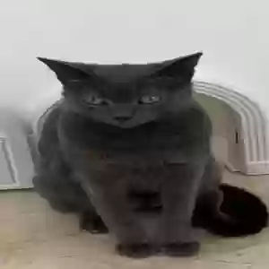 lost male cat truman