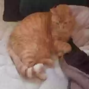 lost male cat vinny