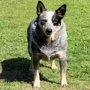 lost female dog cricket