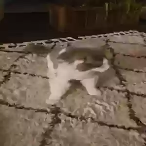 lost female cat tuna