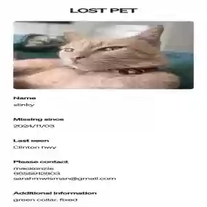 lost male cat slinky (slink)