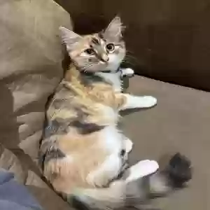 lost female cat maple