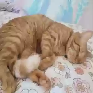 lost male cat mickey