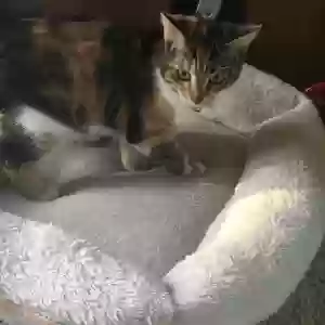 lost female cat clover