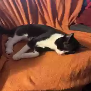 found male cat seamus