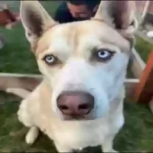 lost male dog diesel