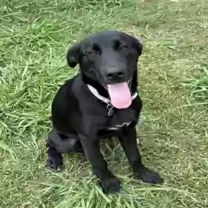 lost female dog luna