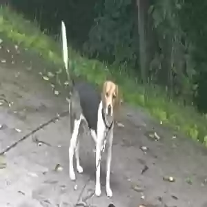 lost male dog ringo