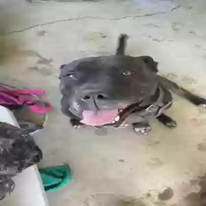 lost male dog unknown