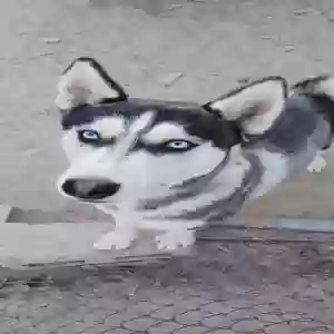 lost male dog leo
