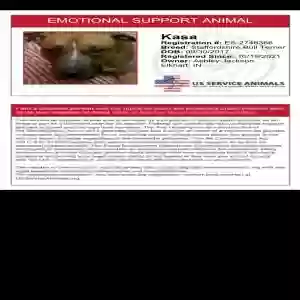 lost female dog unknown