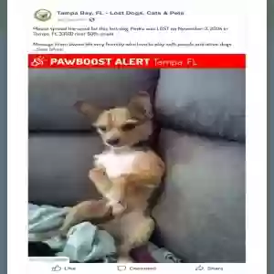 lost male dog unknown