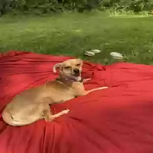 lost female dog effy