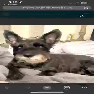 lost female dog unknown