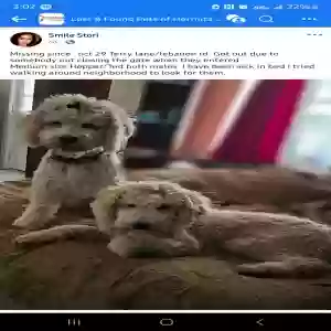 lost male dog unknown