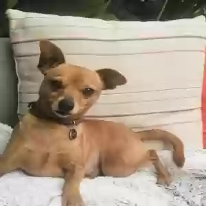 lost male dog macho