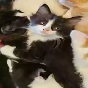 lost male cat luxe