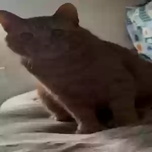 lost male cat cheeto