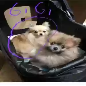 lost female dog gigi