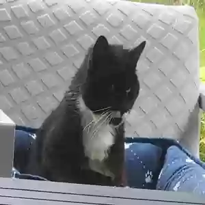 lost male cat chaplin aka chappy