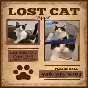 lost female cat appa